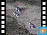 Blaue Pinguine